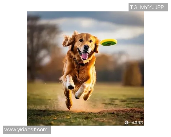 飞盘人生的追逐与梦想吴静分享她的成长与挑战